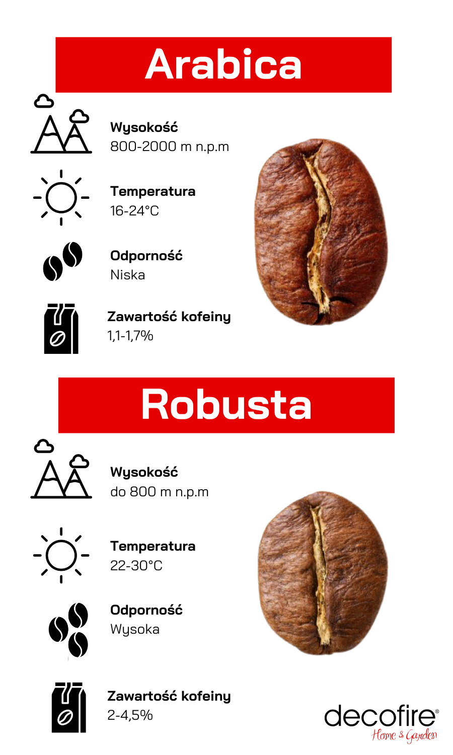 Arabica czy Robusta: różnice