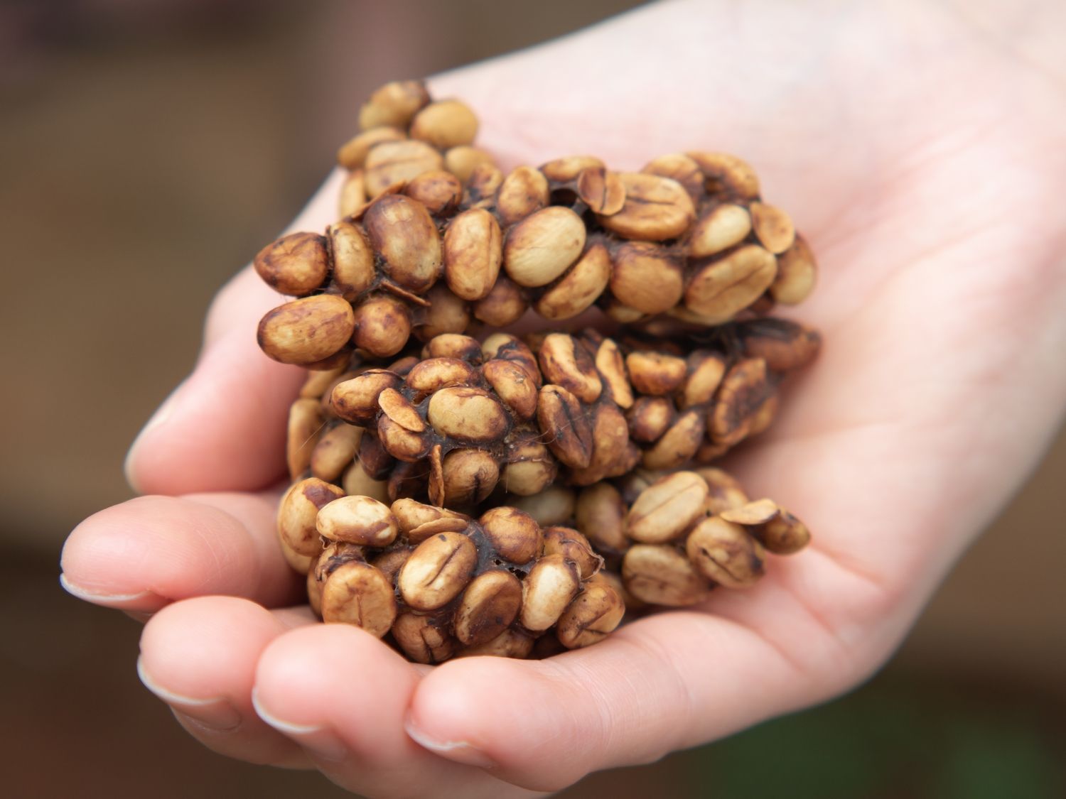 Kawa Kopi Luwak