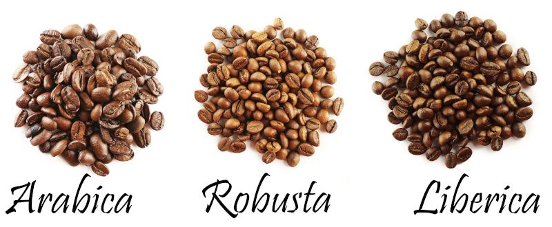 Gatunki kaw: Arabica, Robusta, Liberica