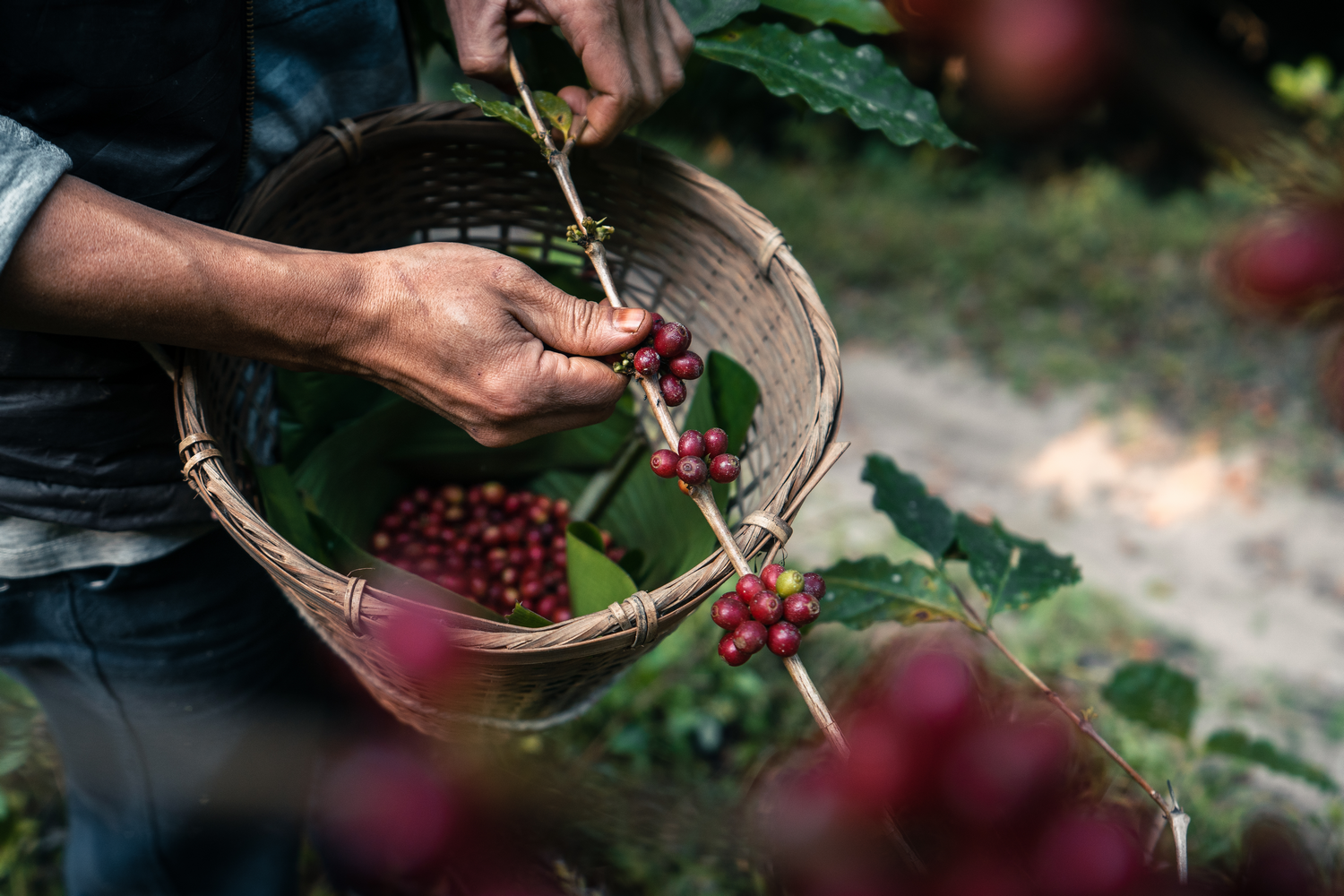 Cascara zbiory