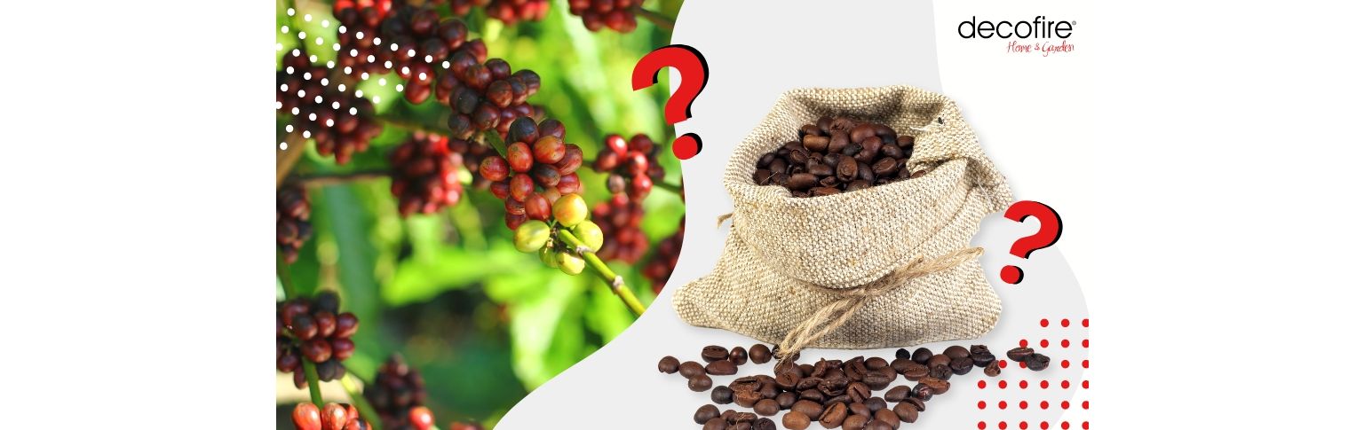 Kawy single origin – czym się wyróżniają?