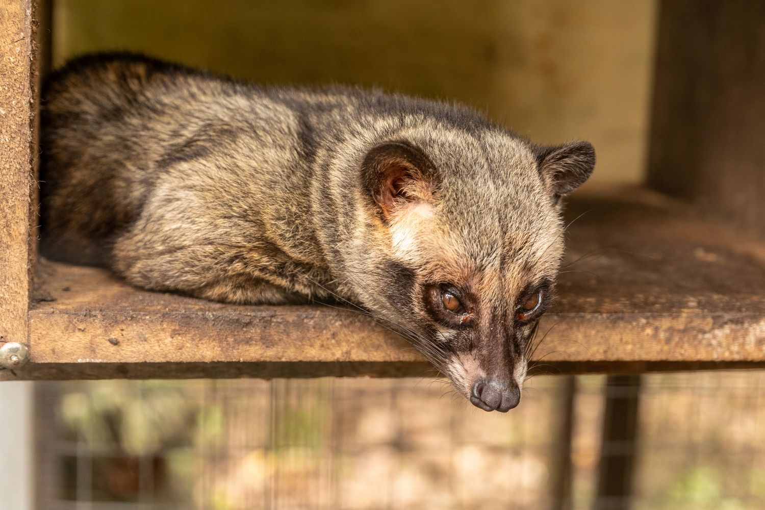Kawa Kopi Luwak i łaskun